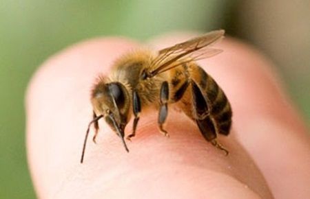 Remedii naturiste pentru intepaturile de albine