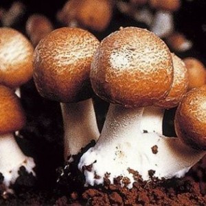 Ciuperca-zeilor, doctoria miraculoasa in boli fara leac