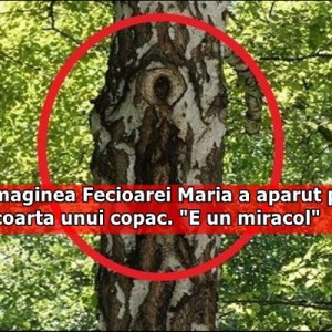 Imaginea Fecioarei Maria a aparut pe scoarta unui copac. „E o minune dumnezeiasca!”