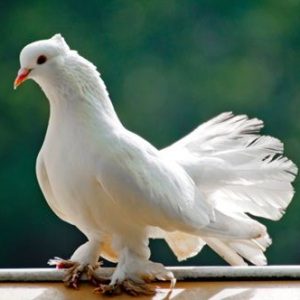 Porumbelul alb